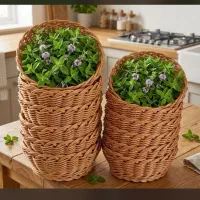 جاسبزی