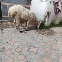 بره|حیوانات مزرعه|زاهدان, |دیوار