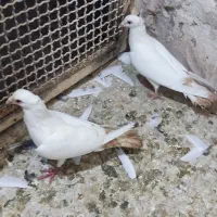 کبوتر