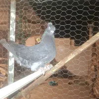 کبوتر فروشی