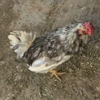 خروس گلین طوسی