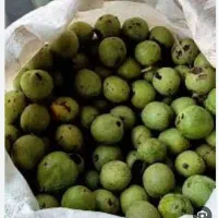 گردو سبز