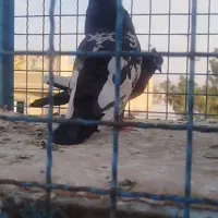 نر قلدر پرش به ضمانت