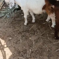 کهره نر