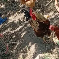 خروس جوان