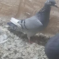 جوجه دورگ