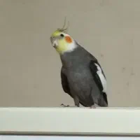 پرنده اوازخان
