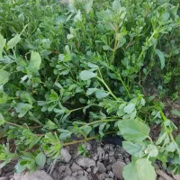 سبزی خرفه
