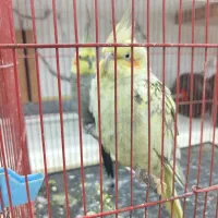 عروس هلندی نر و ماده