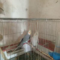 عروس هلندی مولد