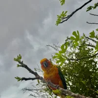 گمشده طوطی خورشیدی