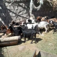 بز کردی داشتی