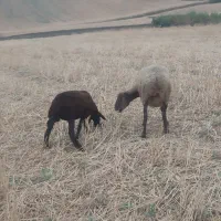 گوسفند با بره
