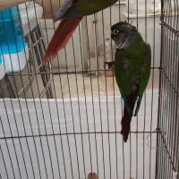طوطی گیرینچیک جفت