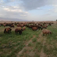 میش  آبستن  کلی ۲۰۰راس