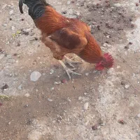 خروس محلی درشت معاوضه با مرغ