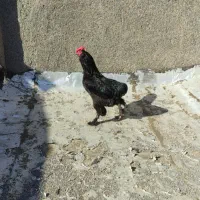 خروس ایام سمانی چهل تاج