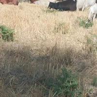 دو راس چپوش نری