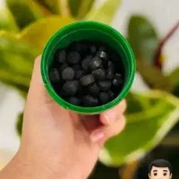 با این قرص کود شادابی را به گلدانها برگردون