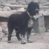 سگ گله قدرجونی ریشی