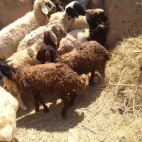 سه عدد بره نر هترو دوقلو