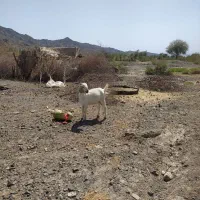 گوسفند شهرستان فاریاب