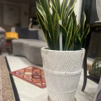 سانسوریا ابلق بالغ، پرپشت،مناسب منزل و محل کار
