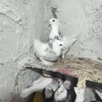 طوقی همه رنگ