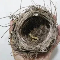 قناری باغی اهلی درجه یک نر جوان