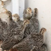 جوجه بوقلمون برنز انگلیسی