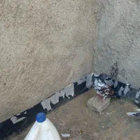 کفترسوسکی نر
