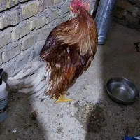 خروس