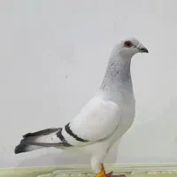 جوجه شامی پلاکی دلبر