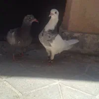 کفتر طوق ماده