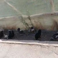 مرغ و خروس گلین