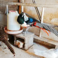 جفت پرنده زینتی لیدی آمهرت بالغ ، طاووس