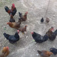 مرغ جوان وتخم گذار