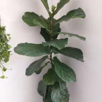 گیاه آپارتمانی