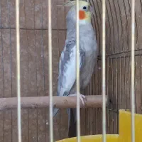 عروس هلندی