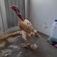 مرغ لاری اصل