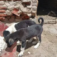توله سگ