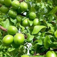 گوجه سبز و آلبالو فرنگی