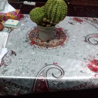گل و گیاه کاکتوس گرد