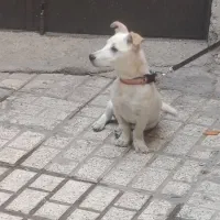 سگ پاکوتاه مواعضه با مرغ خروس