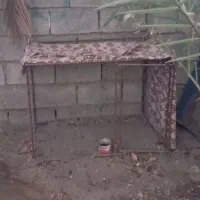 قفس برای مرغ