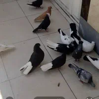 کفتر