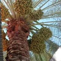 خریدار بار نخل قیمت مناسب