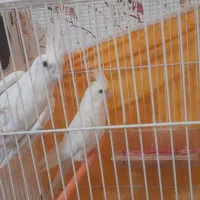 جفت عروس هلندی البینو