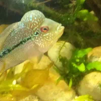 ماهی فلاور  هورن