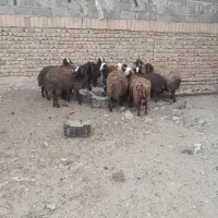 بره ماده شال، میش همو